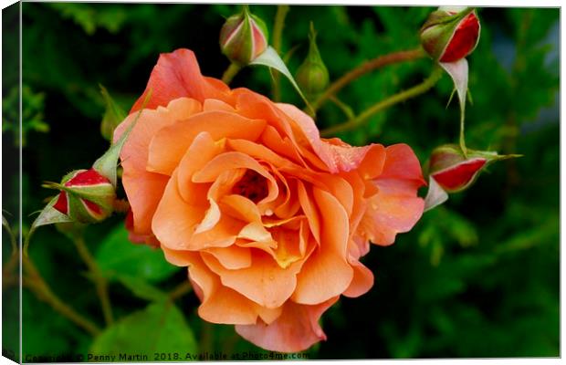 Stunning peach/orange rose and rose buds Canvas Print by Penny Martin