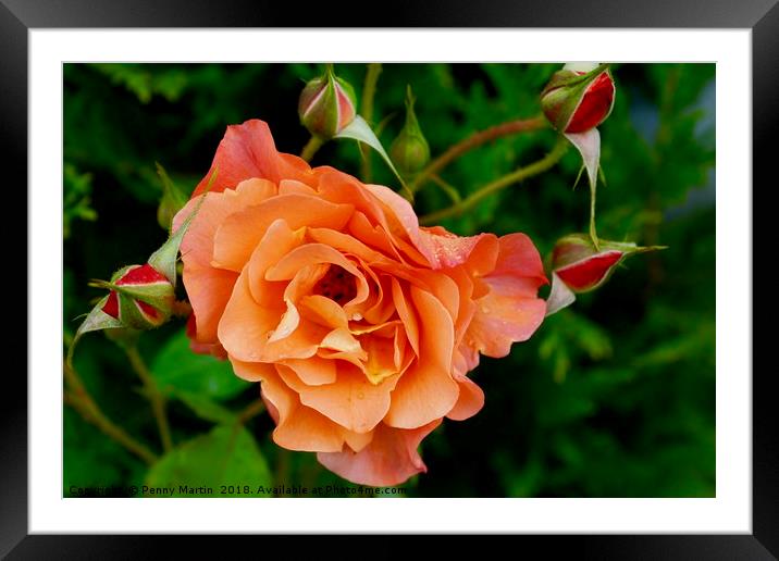 Stunning peach/orange rose and rose buds Framed Mounted Print by Penny Martin