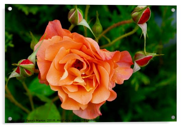 Stunning peach/orange rose and rose buds Acrylic by Penny Martin