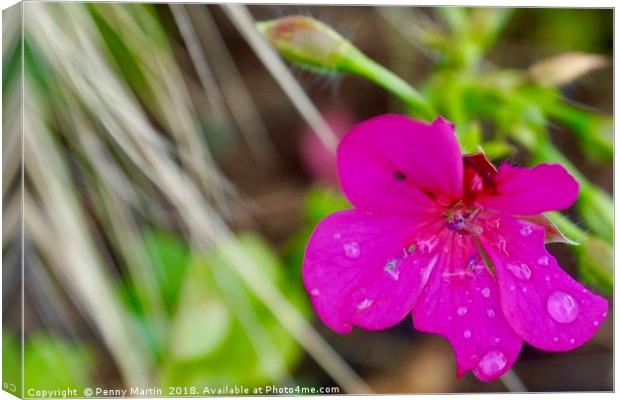 Vibrant pink flower petals with raindrops Canvas Print by Penny Martin
