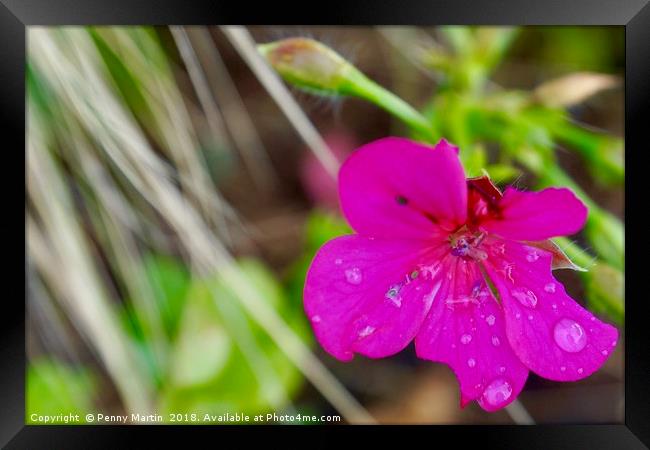 Vibrant pink flower petals with raindrops Framed Print by Penny Martin