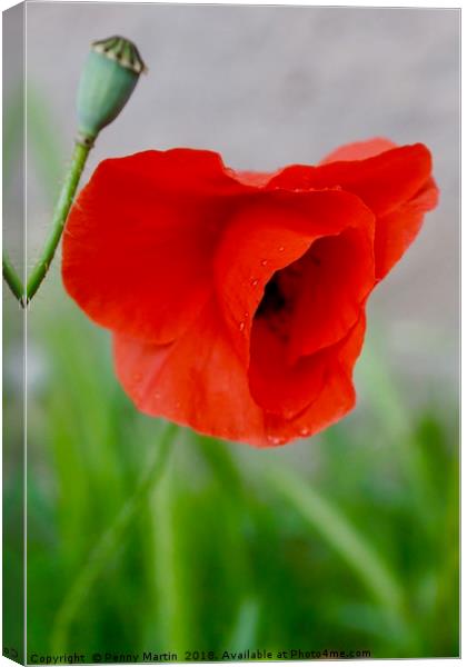 Pretty French Red Poppy Canvas Print by Penny Martin