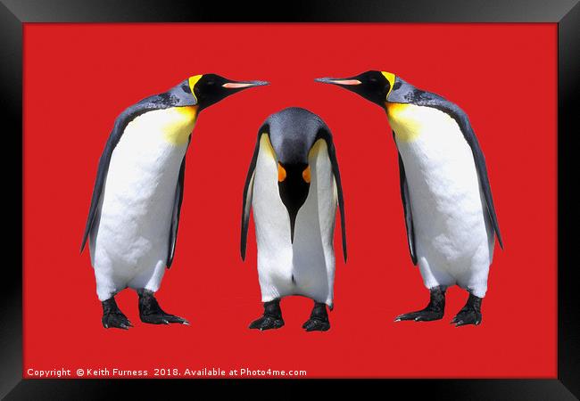 Three Penguins Framed Print by Keith Furness