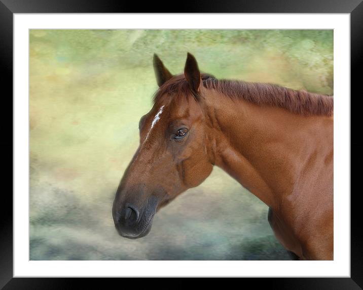 Race Horse. Framed Mounted Print by Irene Burdell