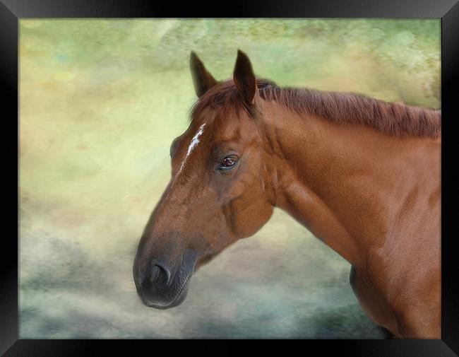 Race Horse. Framed Print by Irene Burdell