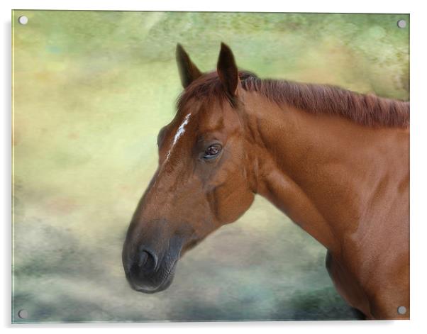 Race Horse. Acrylic by Irene Burdell
