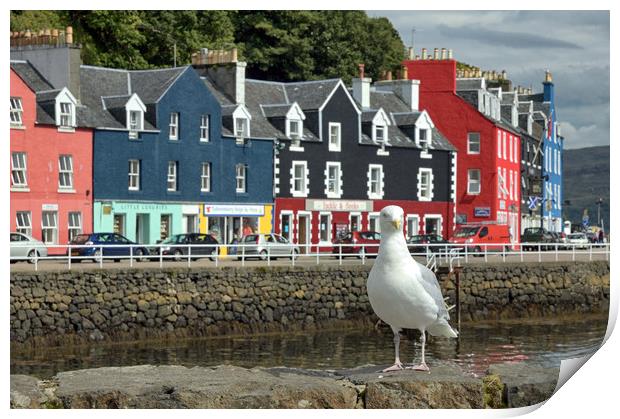 Tobermory Print by Jason Connolly