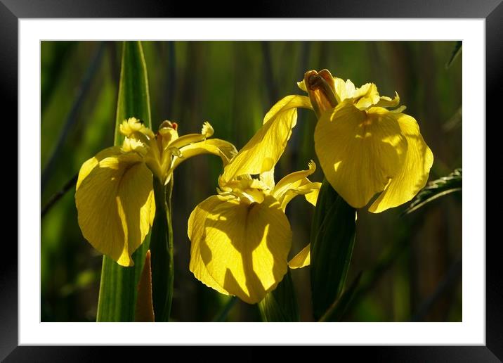 Yellow Flag Irises in evening sunlight Framed Mounted Print by John Iddles