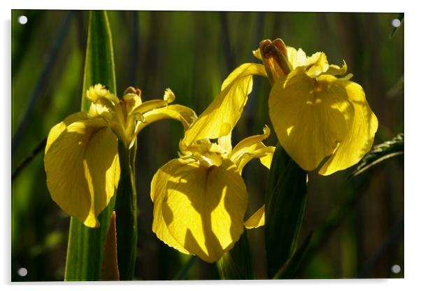 Yellow Flag Irises in evening sunlight Acrylic by John Iddles