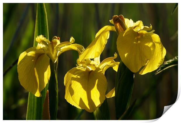 Yellow Flag Irises in evening sunlight Print by John Iddles