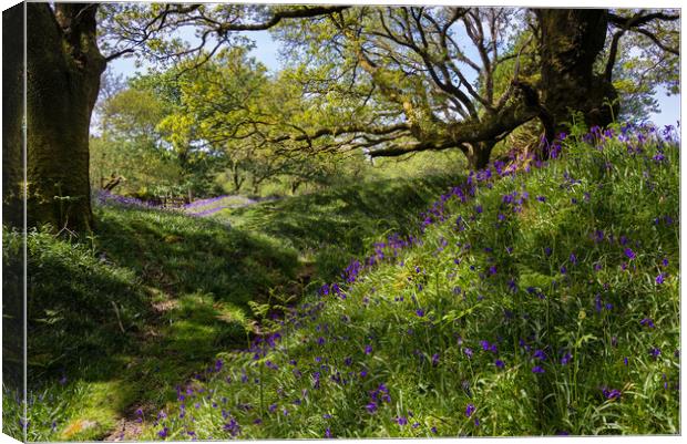 Banks of Bluebells Canvas Print by Jean Fry