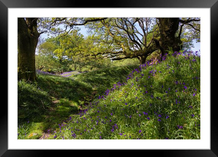 Banks of Bluebells Framed Mounted Print by Jean Fry