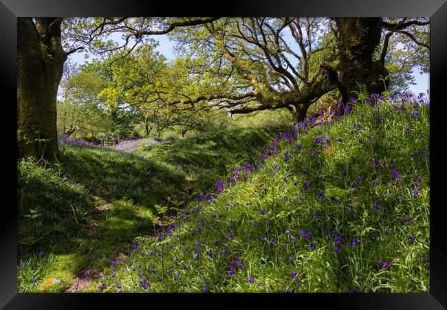 Banks of Bluebells Framed Print by Jean Fry