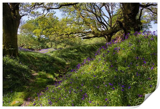 Banks of Bluebells Print by Jean Fry