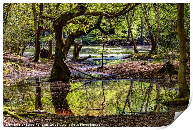 Lake in Epping Forest Print by Steve Ransom