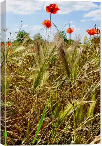 Poppies amongst the corn Canvas Print by Penny Martin