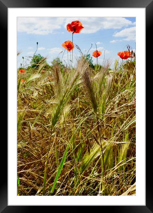Poppies amongst the corn Framed Mounted Print by Penny Martin