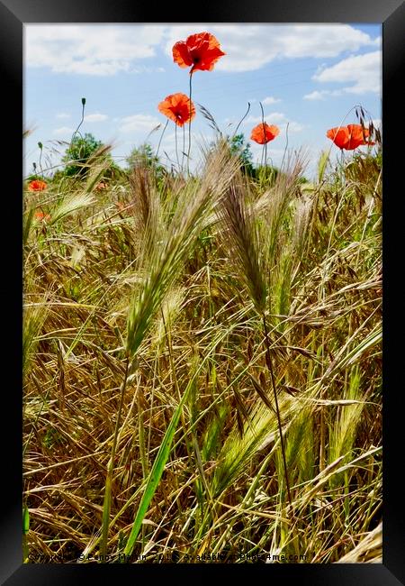Poppies amongst the corn Framed Print by Penny Martin
