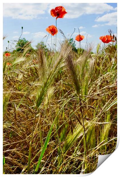 Poppies amongst the corn Print by Penny Martin