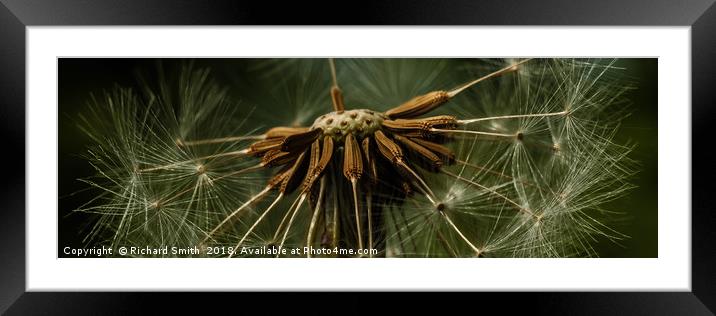 Natural wind blown seed dispersal unit #2 Framed Mounted Print by Richard Smith