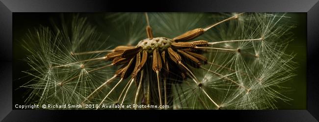Natural wind blown seed dispersal unit #2 Framed Print by Richard Smith