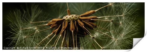 Natural wind blown seed dispersal unit #2 Print by Richard Smith