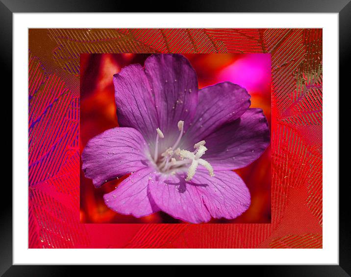 Flowers in the glass frame Framed Mounted Print by David French