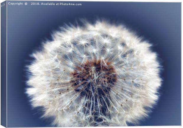 Close up of a Dandelion head No. 2 Canvas Print by Phill Thornton