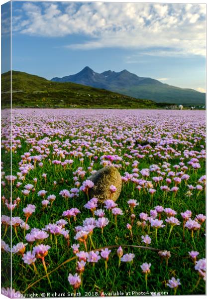 A sea of Sea Thrift #2 Canvas Print by Richard Smith