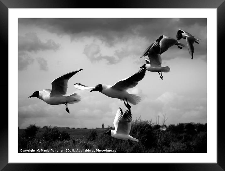 Gulls Framed Mounted Print by Paula Puncher