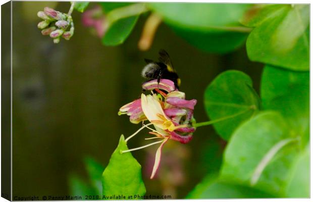 Honey Bee and Honeysuckle Canvas Print by Penny Martin