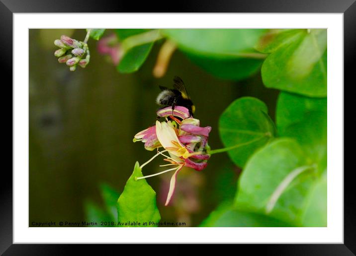 Honey Bee and Honeysuckle Framed Mounted Print by Penny Martin
