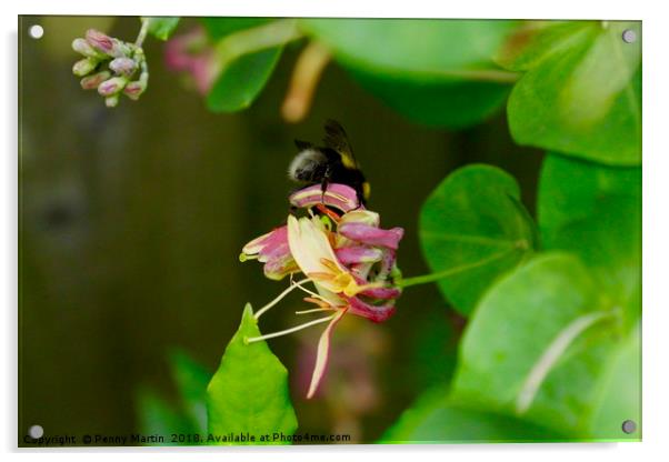 Honey Bee and Honeysuckle Acrylic by Penny Martin