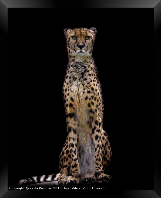 Cheetah Framed Print by Paula Puncher