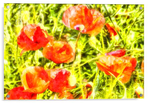 Poppy Watercolour Art Acrylic by David Pyatt