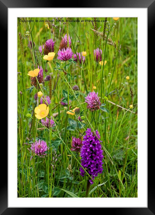 English Wild Flower Meadow Framed Mounted Print by Jim Jones