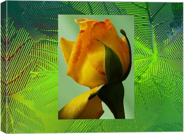 Yellow rose Canvas Print by David French