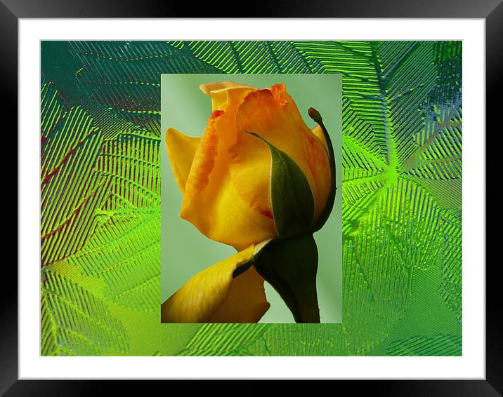 Yellow rose Framed Mounted Print by David French