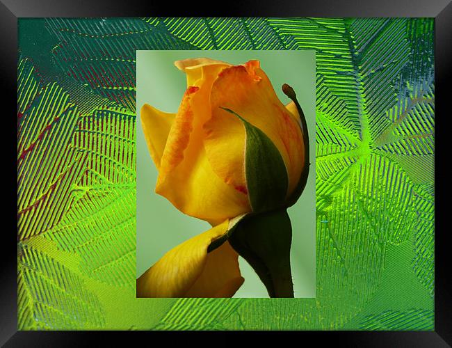 Yellow rose Framed Print by David French