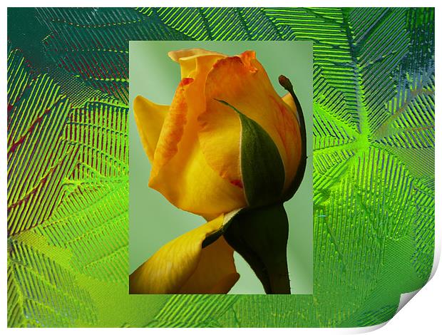 Yellow rose Print by David French