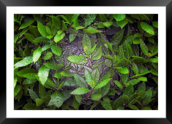 Bay leaves Framed Mounted Print by Leighton Collins