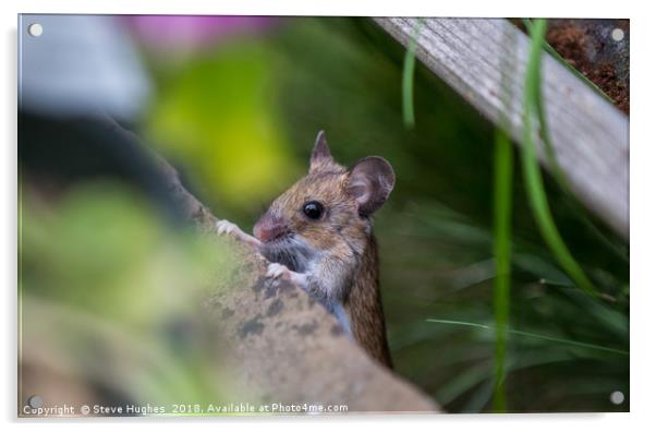 Tiny garden visitor Acrylic by Steve Hughes
