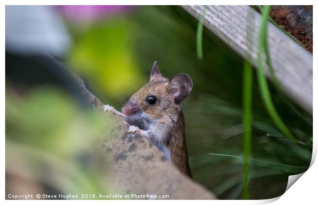 Tiny garden visitor Print by Steve Hughes