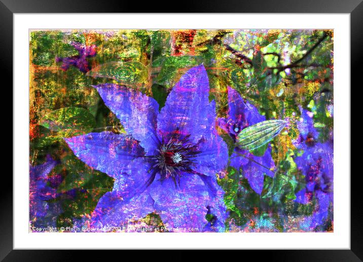Clematis Blue Framed Mounted Print by Florin Birjoveanu