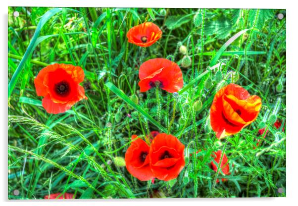 Poppy's Of Summer Acrylic by David Pyatt