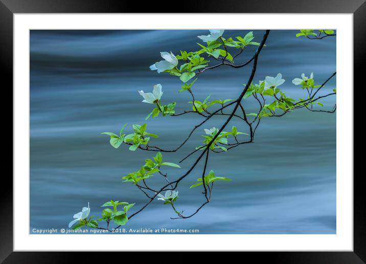 dogwoods against current  Framed Mounted Print by jonathan nguyen