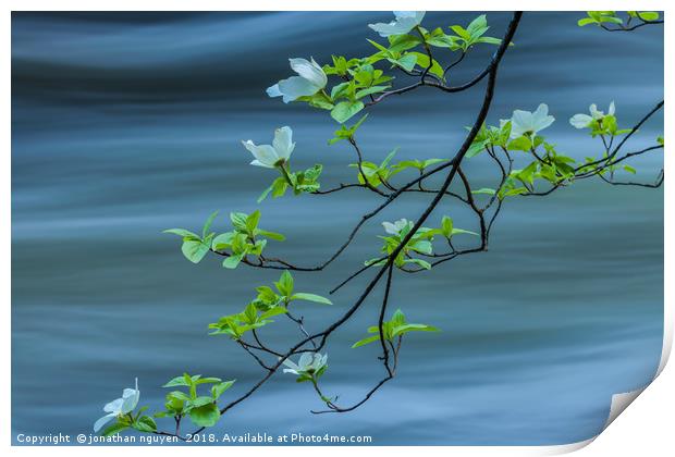 dogwoods against current  Print by jonathan nguyen