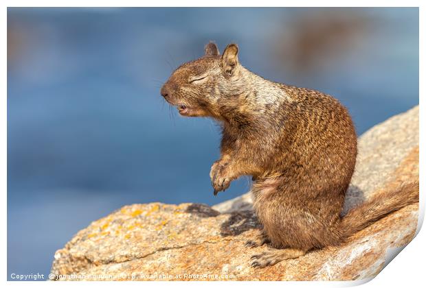 Sunbathing ground squirrel Print by jonathan nguyen