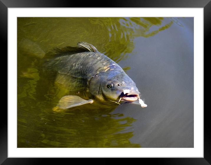 Carp Framed Mounted Print by Rob Camp