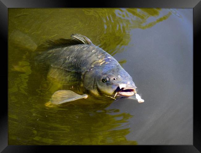 Carp Framed Print by Rob Camp